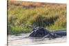 Botswana. Okavango Delta. Khwai Concession. Hippo Mother and Baby in the Khwai River-Inger Hogstrom-Stretched Canvas