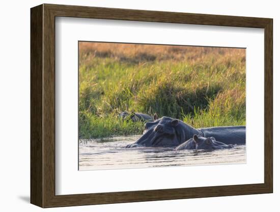 Botswana. Okavango Delta. Khwai Concession. Hippo Mother and Baby in the Khwai River-Inger Hogstrom-Framed Photographic Print