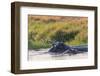 Botswana. Okavango Delta. Khwai Concession. Hippo Mother and Baby in the Khwai River-Inger Hogstrom-Framed Photographic Print