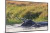 Botswana. Okavango Delta. Khwai Concession. Hippo Mother and Baby in the Khwai River-Inger Hogstrom-Mounted Photographic Print