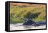 Botswana. Okavango Delta. Khwai Concession. Hippo Mother and Baby in the Khwai River-Inger Hogstrom-Framed Stretched Canvas