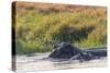 Botswana. Okavango Delta. Khwai Concession. Hippo Mother and Baby in the Khwai River-Inger Hogstrom-Stretched Canvas