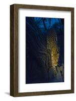 Botswana. Okavango Delta. Khwai Concession. Leopard Climbing Out of a Tree to Go Hunting-Inger Hogstrom-Framed Photographic Print