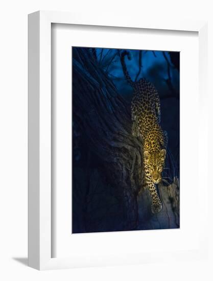 Botswana. Okavango Delta. Khwai Concession. Leopard Climbing Out of a Tree to Go Hunting-Inger Hogstrom-Framed Photographic Print