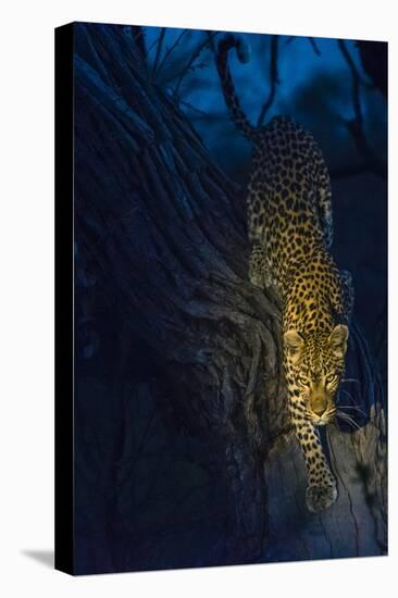 Botswana. Okavango Delta. Khwai Concession. Leopard Climbing Out of a Tree to Go Hunting-Inger Hogstrom-Stretched Canvas