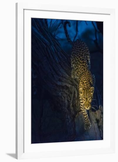 Botswana. Okavango Delta. Khwai Concession. Leopard Climbing Out of a Tree to Go Hunting-Inger Hogstrom-Framed Photographic Print