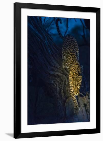 Botswana. Okavango Delta. Khwai Concession. Leopard Climbing Out of a Tree to Go Hunting-Inger Hogstrom-Framed Photographic Print