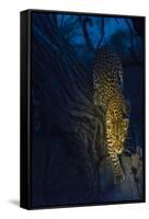 Botswana. Okavango Delta. Khwai Concession. Leopard Climbing Out of a Tree to Go Hunting-Inger Hogstrom-Framed Stretched Canvas