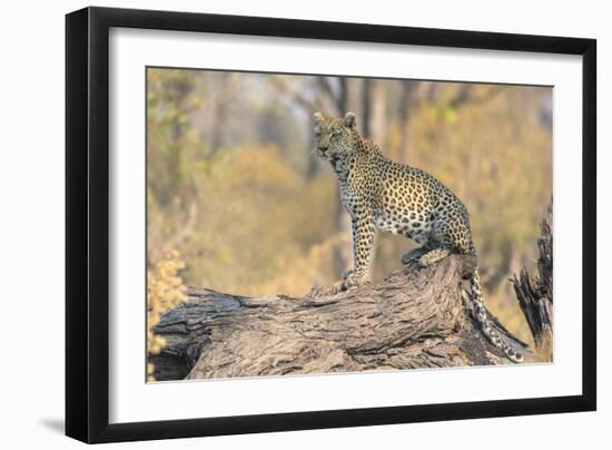 Botswana. Okavango Delta. Khwai Concession. Leopard Looks Out for Prey on a Fallen Log-Inger Hogstrom-Framed Photographic Print