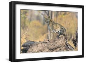 Botswana. Okavango Delta. Khwai Concession. Leopard Looks Out for Prey on a Fallen Log-Inger Hogstrom-Framed Photographic Print