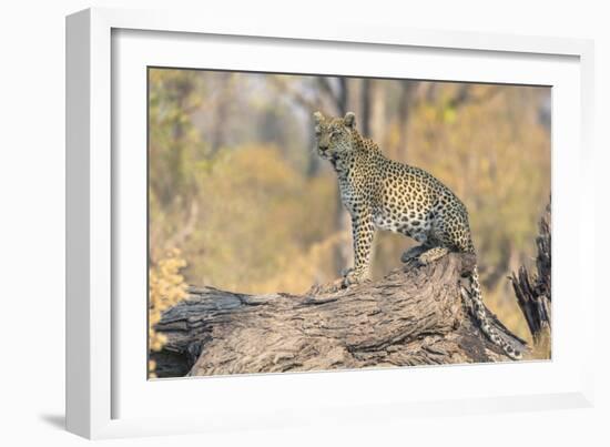 Botswana. Okavango Delta. Khwai Concession. Leopard Looks Out for Prey on a Fallen Log-Inger Hogstrom-Framed Photographic Print