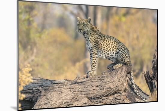 Botswana. Okavango Delta. Khwai Concession. Leopard Looks Out for Prey on a Fallen Log-Inger Hogstrom-Mounted Photographic Print