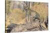 Botswana. Okavango Delta. Khwai Concession. Leopard Looks Out for Prey on a Fallen Log-Inger Hogstrom-Stretched Canvas