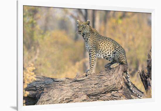 Botswana. Okavango Delta. Khwai Concession. Leopard Looks Out for Prey on a Fallen Log-Inger Hogstrom-Framed Photographic Print