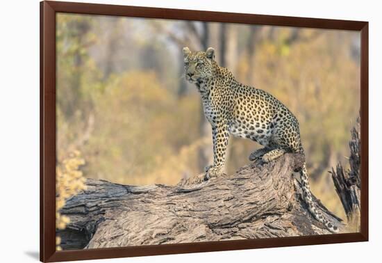 Botswana. Okavango Delta. Khwai Concession. Leopard Looks Out for Prey on a Fallen Log-Inger Hogstrom-Framed Photographic Print