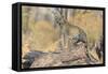 Botswana. Okavango Delta. Khwai Concession. Leopard Looks Out for Prey on a Fallen Log-Inger Hogstrom-Framed Stretched Canvas