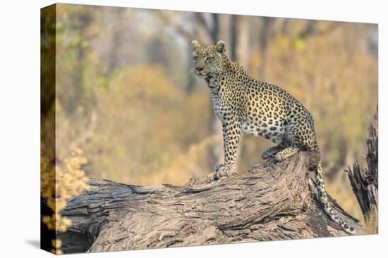 Botswana. Okavango Delta. Khwai Concession. Leopard Looks Out for Prey on a Fallen Log-Inger Hogstrom-Stretched Canvas