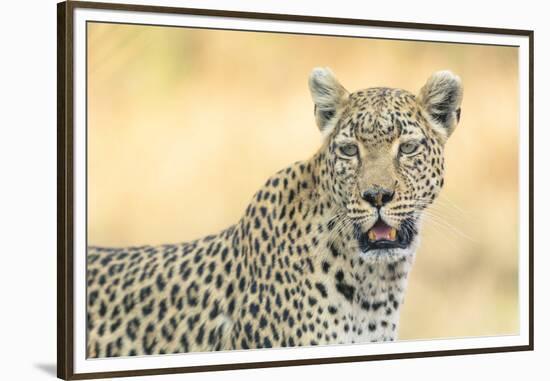 Botswana. Okavango Delta. Khwai Concession. Leopard Looks Out for Prey-Inger Hogstrom-Framed Premium Photographic Print