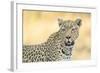 Botswana. Okavango Delta. Khwai Concession. Leopard Looks Out for Prey-Inger Hogstrom-Framed Photographic Print