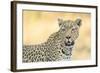 Botswana. Okavango Delta. Khwai Concession. Leopard Looks Out for Prey-Inger Hogstrom-Framed Photographic Print