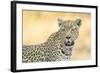 Botswana. Okavango Delta. Khwai Concession. Leopard Looks Out for Prey-Inger Hogstrom-Framed Photographic Print