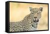 Botswana. Okavango Delta. Khwai Concession. Leopard Looks Out for Prey-Inger Hogstrom-Framed Stretched Canvas