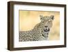 Botswana. Okavango Delta. Khwai Concession. Leopard Looks Out for Prey-Inger Hogstrom-Framed Photographic Print