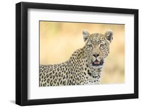 Botswana. Okavango Delta. Khwai Concession. Leopard Looks Out for Prey-Inger Hogstrom-Framed Photographic Print