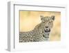 Botswana. Okavango Delta. Khwai Concession. Leopard Looks Out for Prey-Inger Hogstrom-Framed Photographic Print