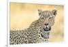 Botswana. Okavango Delta. Khwai Concession. Leopard Looks Out for Prey-Inger Hogstrom-Framed Photographic Print