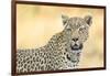 Botswana. Okavango Delta. Khwai Concession. Leopard Looks Out for Prey-Inger Hogstrom-Framed Photographic Print