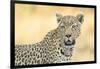 Botswana. Okavango Delta. Khwai Concession. Leopard Looks Out for Prey-Inger Hogstrom-Framed Photographic Print