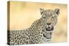 Botswana. Okavango Delta. Khwai Concession. Leopard Looks Out for Prey-Inger Hogstrom-Stretched Canvas