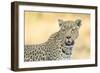 Botswana. Okavango Delta. Khwai Concession. Leopard Looks Out for Prey-Inger Hogstrom-Framed Photographic Print