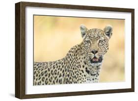 Botswana. Okavango Delta. Khwai Concession. Leopard Looks Out for Prey-Inger Hogstrom-Framed Photographic Print