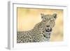 Botswana. Okavango Delta. Khwai Concession. Leopard Looks Out for Prey-Inger Hogstrom-Framed Photographic Print