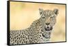 Botswana. Okavango Delta. Khwai Concession. Leopard Looks Out for Prey-Inger Hogstrom-Framed Stretched Canvas