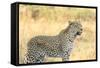 Botswana. Okavango Delta. Khwai Concession. Leopard Looks Out for Prey-Inger Hogstrom-Framed Stretched Canvas