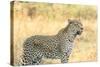 Botswana. Okavango Delta. Khwai Concession. Leopard Looks Out for Prey-Inger Hogstrom-Stretched Canvas