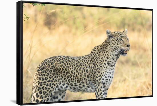 Botswana. Okavango Delta. Khwai Concession. Leopard Looks Out for Prey-Inger Hogstrom-Framed Stretched Canvas