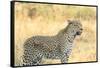 Botswana. Okavango Delta. Khwai Concession. Leopard Looks Out for Prey-Inger Hogstrom-Framed Stretched Canvas