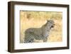 Botswana. Okavango Delta. Khwai Concession. Leopard Looks Out for Prey-Inger Hogstrom-Framed Photographic Print