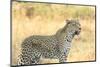 Botswana. Okavango Delta. Khwai Concession. Leopard Looks Out for Prey-Inger Hogstrom-Mounted Photographic Print