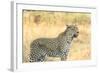 Botswana. Okavango Delta. Khwai Concession. Leopard Looks Out for Prey-Inger Hogstrom-Framed Photographic Print