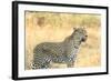 Botswana. Okavango Delta. Khwai Concession. Leopard Looks Out for Prey-Inger Hogstrom-Framed Photographic Print