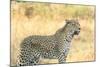 Botswana. Okavango Delta. Khwai Concession. Leopard Looks Out for Prey-Inger Hogstrom-Mounted Photographic Print