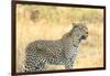 Botswana. Okavango Delta. Khwai Concession. Leopard Looks Out for Prey-Inger Hogstrom-Framed Premium Photographic Print