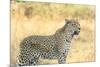 Botswana. Okavango Delta. Khwai Concession. Leopard Looks Out for Prey-Inger Hogstrom-Mounted Premium Photographic Print