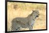 Botswana. Okavango Delta. Khwai Concession. Leopard Looks Out for Prey-Inger Hogstrom-Framed Premium Photographic Print