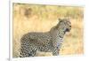 Botswana. Okavango Delta. Khwai Concession. Leopard Looks Out for Prey-Inger Hogstrom-Framed Photographic Print